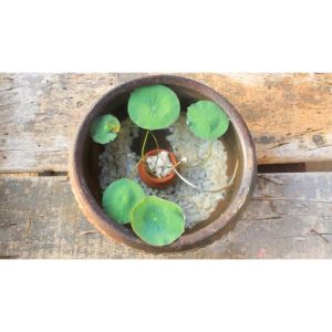 [HCM] Hạt giống Sen Nhật Mini (Hàng Chọn Tốt) - Đã Cắt Đầu - (Tự Chọn Màu) - Bao nảy mầm (Quy cách 1 hạt)