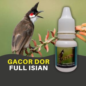 Vitamin Burung Kutilang Premium Biar Gacor Rajin Berkicau dan Aktif