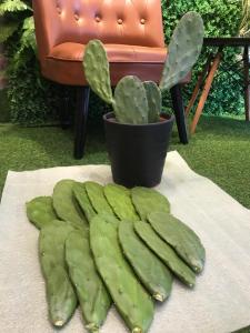 Fresh cactus pad for (bearded dragon) *all land tortoises *