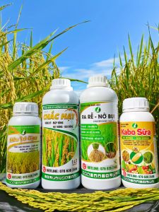 COMBO 4 SẢN PHẨM CHUYÊN LÚA (Ra rễ nở bụi 1 lít Siêu vô gạo 500ml kabo sữa 500ml Chắc hạt 1 lít)