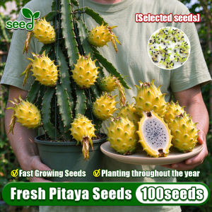 [Selected Seeds] 100Seeds/pack Dragon Fruit Seeds for Planting Fruit Trees Bonsai Dragon Fruit Plant Seeds High Yield Pitaya Seeds Easy To Grow Dwarf Fruit Bearing Trees Seeds Balcony Potted Yellow Dragon Fruit Seedlings Indoor Bonsai Tree Live Plant