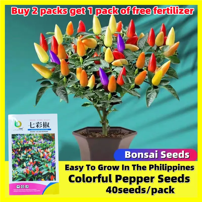 Bonsai Rainbow Chili Pepper Seeds - F1 Hybrid Rare Bolivian Chili Pepper  Vegetable Seeds for Gardening Multicolor