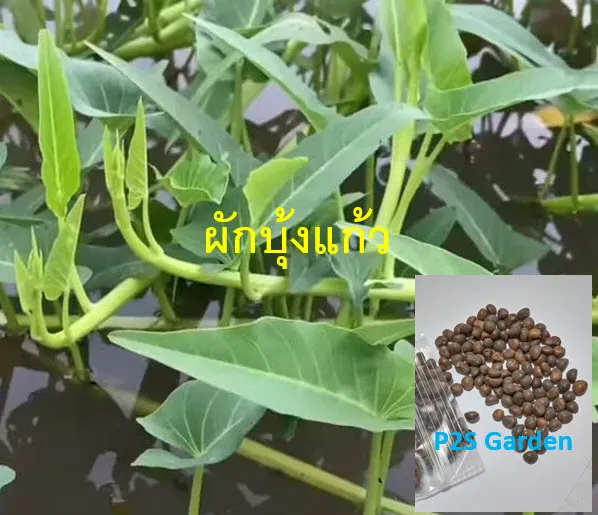 เมล็ดพันธุ์ผักบุ้งแก้ว 300 เม็ด ปลูกง่าย โตไว