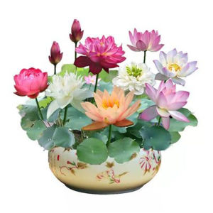 Aquatic cultivation of water lilies plants flowers seeds indoor flowering potted lotus cultivation living room water lilies blooming all year round hydroponic cultivation