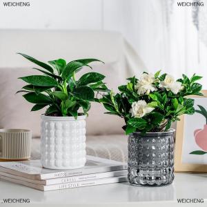 [COD] WEICHENG Mini Tự Tưới Nước Chậu Hoa Bể Cá Nhựa Trong Suốt Nhà Máy Chậu Tự Tưới Nước Trồng Chậu Bình Cho Trang Trí Nội Thất