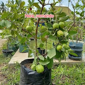 Bibit Jambu Kristal Tanpa Biji Super Okulasi