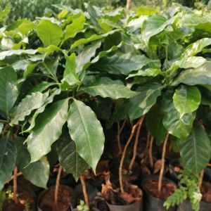 ต้นกาแฟ อาราบิก้า (1ชุด2ต้น) ขนาดต้น40 ซม