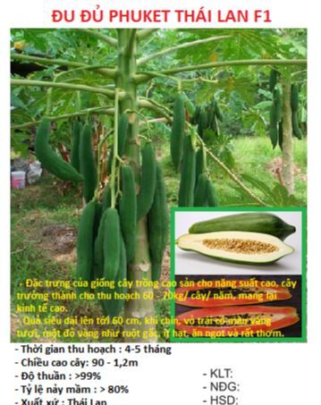 Hạt giống đu đủ lùn Phuket siêu ngọt Thái Lan ( 5Gram= khoảng 150 hạt)