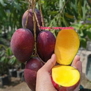 Bibit Mangga Irwin Okulasi Unggul Cepat Berbuah