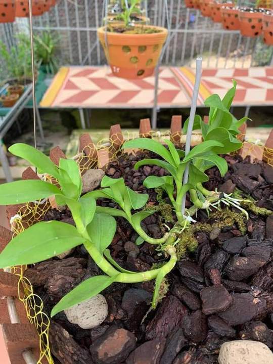 Sản phẩm Hoa lan (phi điệp) ám cổ văn giang