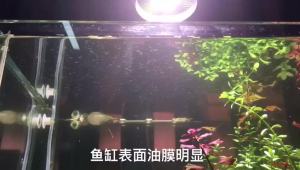 Sunsun Aquarium Fish Tank JY02 JY03 Surface Protein Skimmer 3W 5W 220V Oil Film Processor Remover Filter