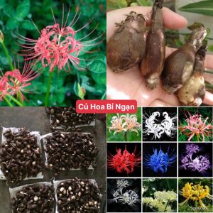 Củ Hoa Bỉ Ngạn ( mạn đà la ) bông to nở rộ đều đẹp phong thủy tốt