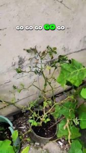 [FAST DELIVERY] Antek Organic Fertilizer 250ml para sa fungal leaf disease powdery mildew at iba pang sakit sa dahon
