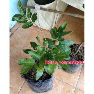 Bibit Kelengkeng Matalada Kondisi Sudah berbunga