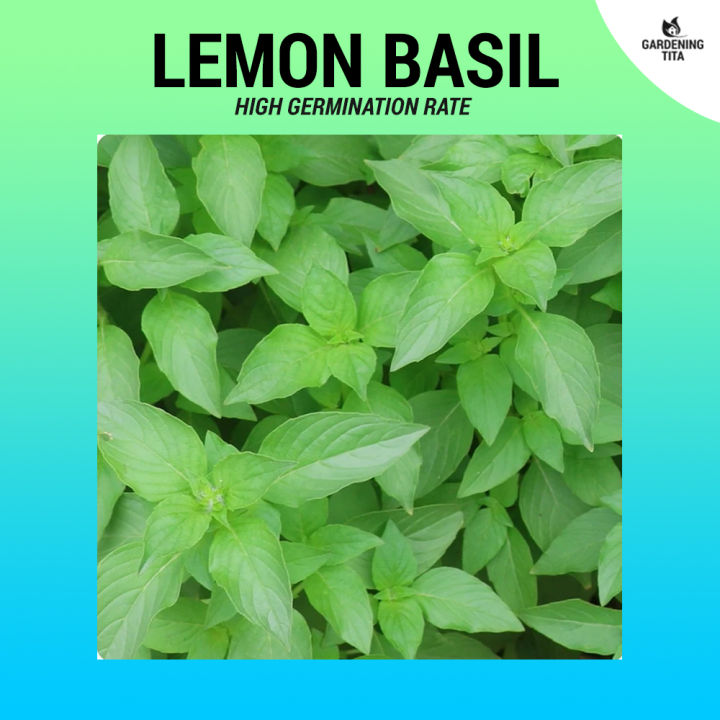 Lemon Basil Seeds Culinary Herb approx. 200 pcs Lazada PH