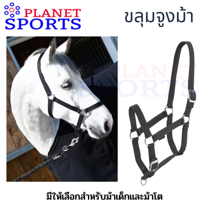 กีฬาขี่ม้า ขลุมจูงม้าสำหรับม้าโตและลูกม้า ขี่ม้า ม้า Horse