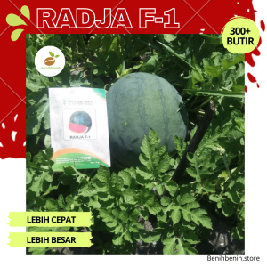 Benih Semangka Non Biji RADJA F1 - Kualitas Tinggi Buah Besar Tahan Virus - Semangka Buah Besar Kulit Gelap - 300+ Biji - ISTANA SEED
