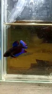 ปลากัดสายเกมส์ ปลากัดมาเลย์ลูกร้อย ชุดวีไอพี ไอ้สิบล้อ #หน้า ปาก หู หาง เขี้ยวยาว อึด ทึก ทน หนังดี