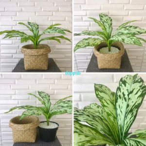 Tanaman Plastik Daun Aglonema Romeo & Zebra Plant X12 Cover Pot Anyaman Purun No Handle Pajangan Hiasan Dekorasi Ruangan Rumah