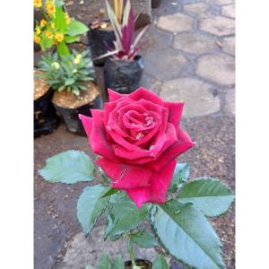Sindo - Red Rose Live Plant OUPJ2LUPUP