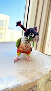 Hamster Trang Phục Mũ Bird Hat thú cưng nhỏ Dệt Kim Vui Vẻ mũ nhỏ phụ kiện chải chuốt Cho Đảng Kỳ Nghỉ Lễ Hội