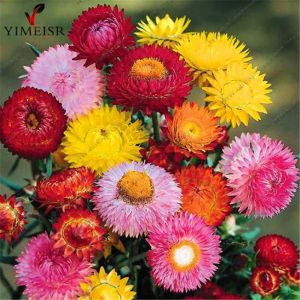 เมล็ดดอกคาร์เนชั่น เมล็ดพันธุ์ดอกไม้ ซองละ 29 บาทถูกที่สุด