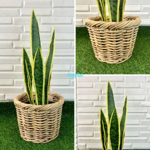 Pohon Artificial Tanaman Hias Lidah Mertua Latex Variasi Warna Cover Pot Anyaman Rotan Dekorasi Kantor Hiasan Meja