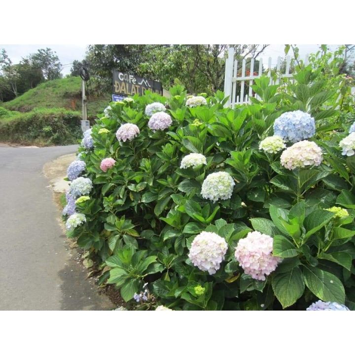 Cây hoa cẩm tú cầu - Cây trưởng thành đang xoáy nụ hoặc đang nụ | Lazada.vn