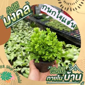 ต้นกนกไจแอ้น พร้อมกระถาง 3นิ้ว ต้นไม้ ต้นไม้มงคล ต้นไม้ฟอกอากาศ ต้นไม้ปลูกในบ้าน และสวนบ้าน ไม้มงคล ต้นไม้มงคล ต้นไม้ฟอกอากาศ ต้นไม้ปลูกในบ้าน ต้นไม้มงคลปลูกในบ้าน ต้นไม้ด่าง