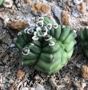 Xương rồng kiko montrose