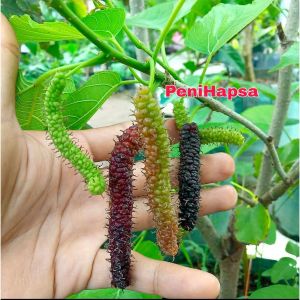 Bibit Long Murbey Super Cangkok Bisa Berbuah Dalam Pot