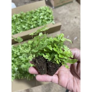 Chậu nhựa dương xỉ gân trắng trang trí bàn làm việc làm tiểu cảnh terrarium bán cạn.