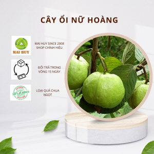 CÂY ỔI NỮ HOÀNG - SIZE LỚN ĐƯỢC CHỌN  LỰA KỸ CÀNG - MAI HUY - MSP 2960