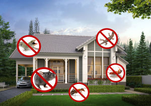 ไล่หนู การเสริมจมูก สเปรย์ไล่หนู ไล่แมลงสาบ ไล่จิ้งจก ไล่ตูกแก ปลอดภัย เพื่อนผู้ใช้บ้านและรถยนต์