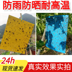 Double - Sided Sticky Insect Traps Yellow and Blue Boards for Greenhouses | Barangan Berkualiti Reka Bentuk Praktikal Mudah Guna