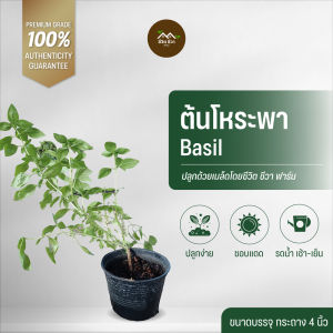 ต้นโหระพา