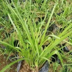 Tuberose / 夜来香 / Bunga Sedap Malam / ट्यूबरोज़ फूल (Singapore: Polianthes Tuberosa) – Fragrant Flowers Long Blooming E