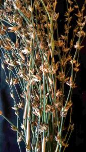 Promo Jual Bunga Bambu Kembang Pring Per 15 Tangkai