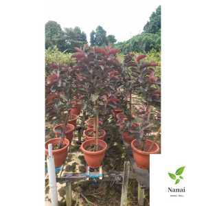 Thai Red Guava plants..9-10inch pot .ht -2ft