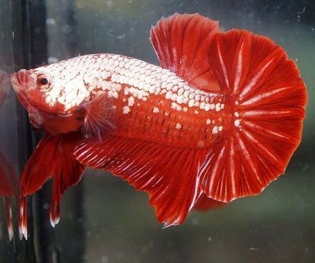 ปลากัดเรดซามูไร Red samurai ชุด 1 คู่ (2ตัว) ผู้/เมีย (มีประกัน ...