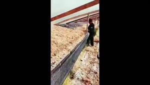 LZD  In Stock Chile Water Moss Orchid Soil Green Plant Potted Soil Nutrient Soil Caterpillar Water Grass Red Grass Artificial White Grass Water Moss Chile