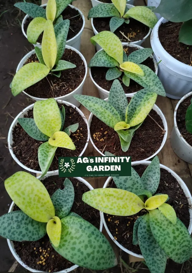 gember plant Asarum splendens (Chinese wilde gember) – Secret Garden Plant Shop main image 0