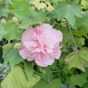 [HCM]CÂY HOA PHÙ DUNG