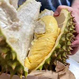 JUAL Bibit Buah Durian Musangking Super
