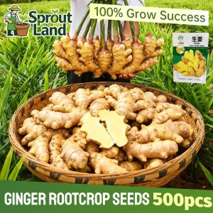 [High Germination] Fresh Luya Ginger Seeds for Planting Vegetable Plants (500 Seed) High Yield Organic Ginger Rootcrop Seeds Potted Luya Ginger Bulb Plant Seeds Luya Herbal Plant Ginger Seedlings Vegetables Seeds Easy To Grow for Balcony Home Garden