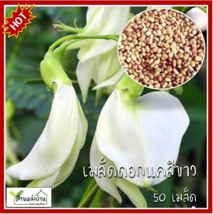 50 เมล็ด ดอกแคสีขาว (ต้นเตี้ย) แคขาว ดอกแคขาว เมล็ดดอกแค แคดอกขาว แค แคบ้าน ต้นแค แคบ้านดอกขาว แคแกง ดอกแค