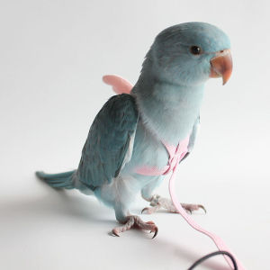 PETPARADIS ปรับได้ น่ารัก นกเลิฟเบิร์ด อุปกรณ์สำหรับนก เชือกลาก สำหรับ Peony Parrot Budgerigar การฝึกกลางแจ้ง สายจูงสัตว์เลี้ยงนก