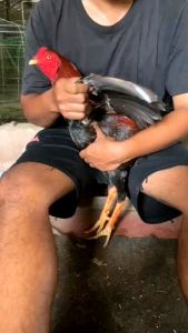 เชื้อไข่ไก่ชนพม่าสายเลือดเงินล้านราคา 3 ฟอง 300 บาท