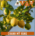Cây Chanh Mỹ Vàng - Tổng thể tầm 40-50 cm - Cho quả nhanh và chịu nắng!. 