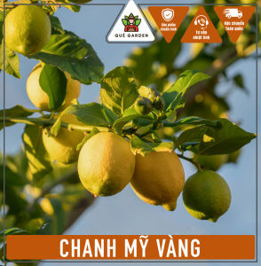Cây Chanh Mỹ Vàng - Tổng thể tầm 40-50 cm - Cho quả nhanh và chịu nắng!